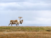 Crossing the Horizon