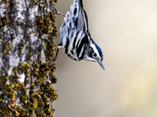 Black and White Warbler