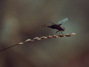 Dragonfly