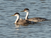  Bear River Migratory Bird Refuge