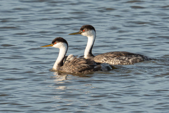  Bear River Migratory Bird Refuge