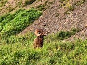 Bighorn sheep