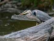 Great Blue Heron