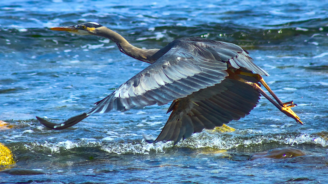 Oceanside Heron