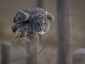 On the Edge of Patience