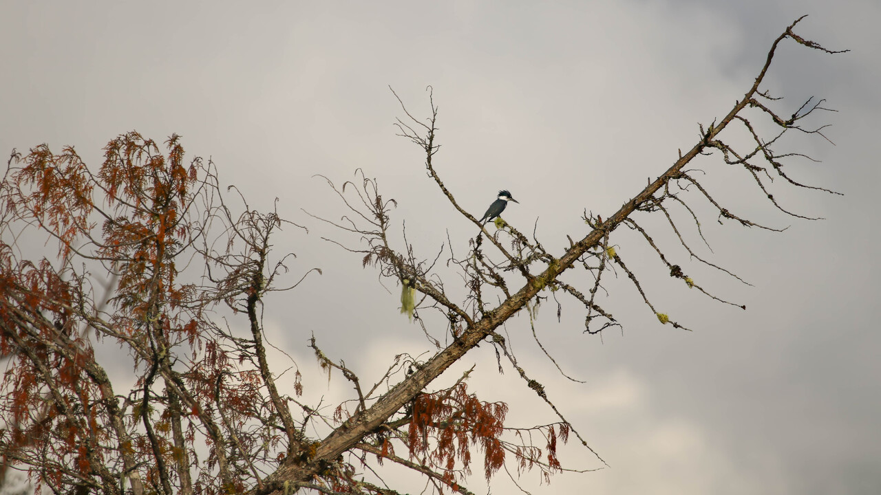 Belted Kingfisher