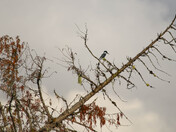 Belted Kingfisher