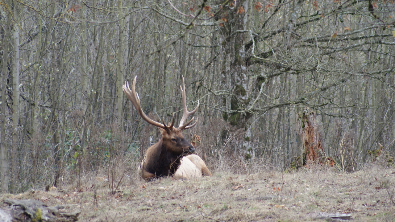 MId Fall Elk
