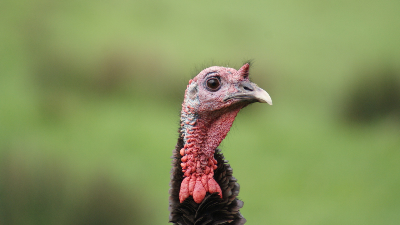 up close turkey