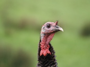 up close turkey