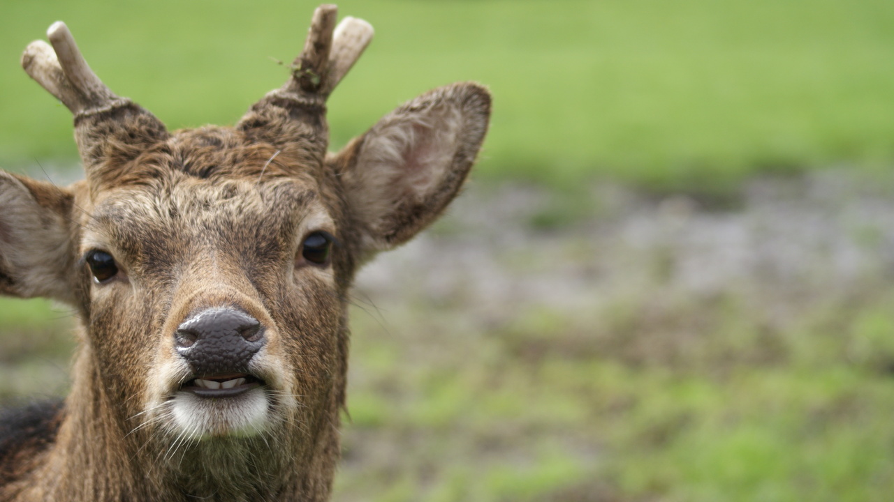 A Deer Smile