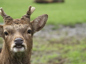A Deer Smile