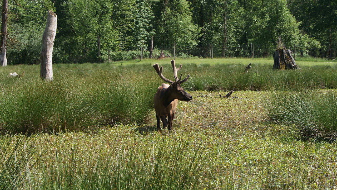 A wetland bull elk