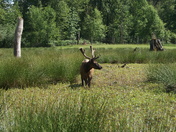 A wetland bull elk