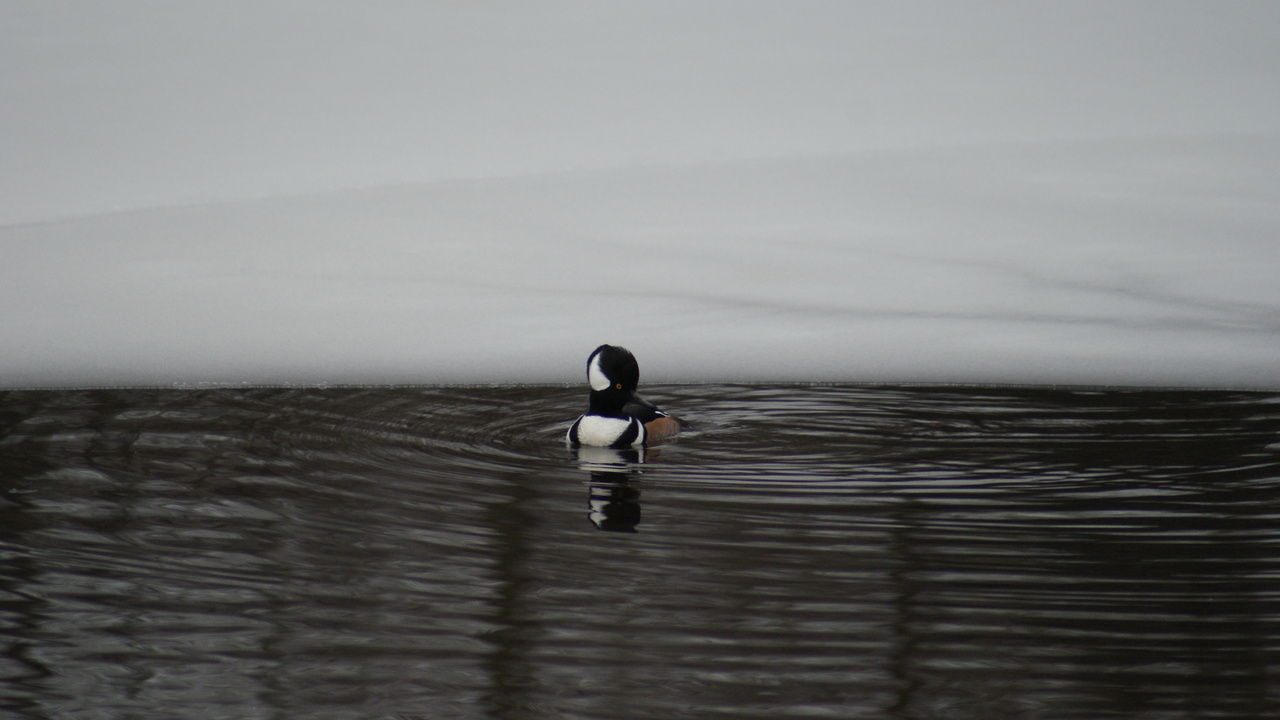 near frozen duck