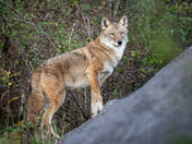 Eastern Coyote