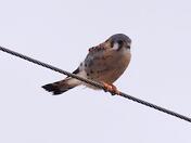 American Kestrel (who's a pretty bird?)