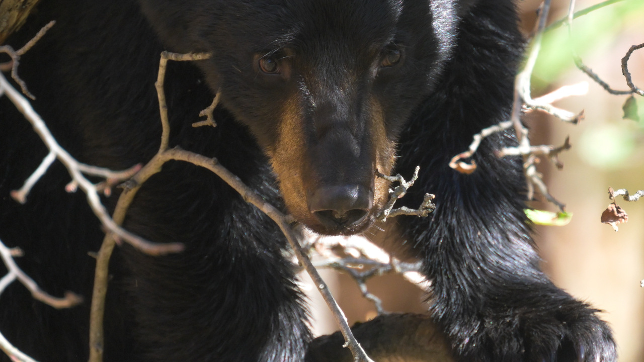 Bear Necessities