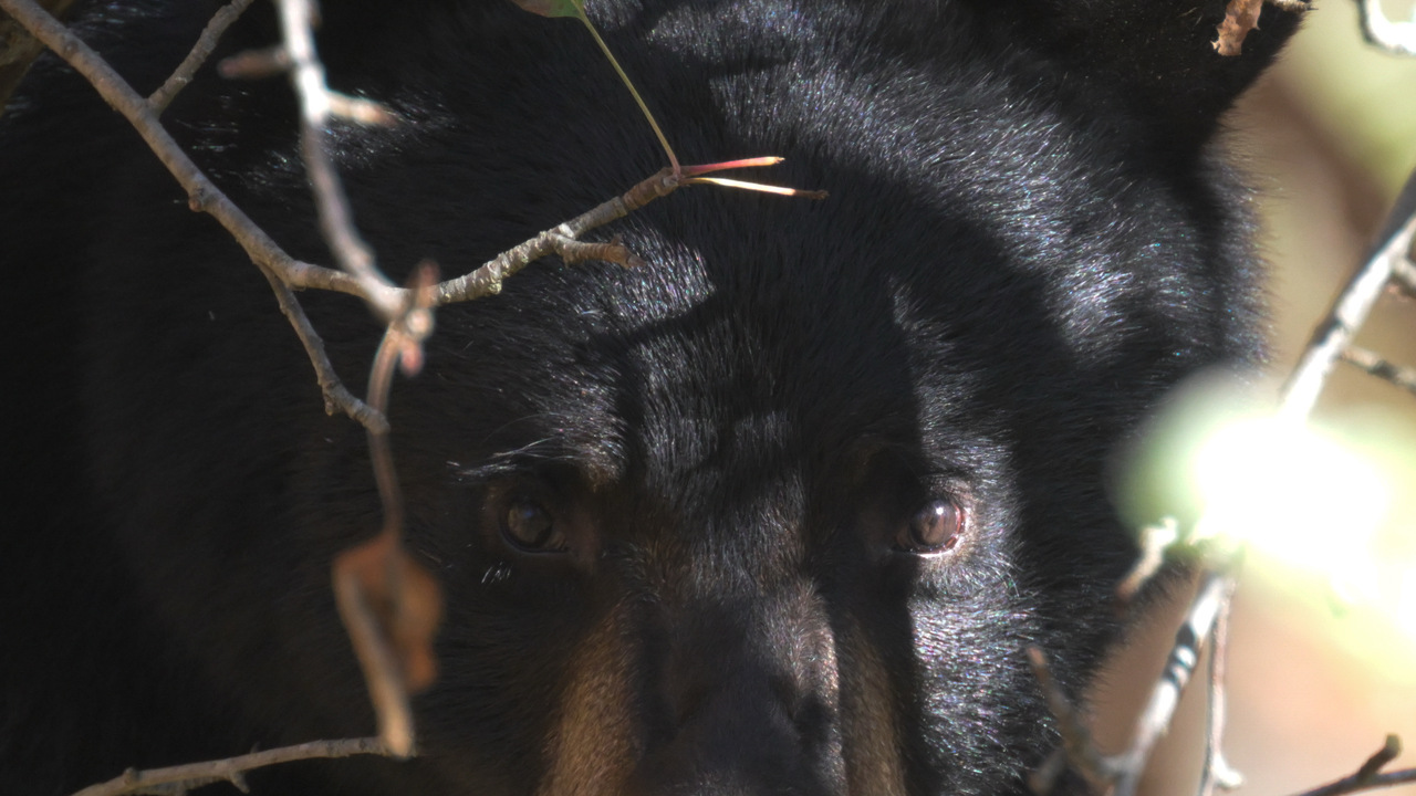 Bear Stare Down Moment