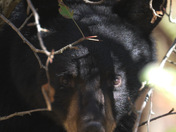 Bear Stare Down Moment