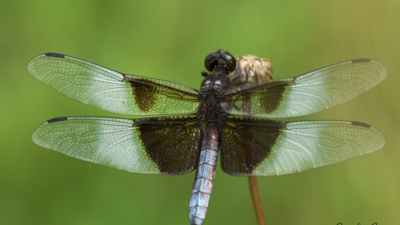 Dragon Fly