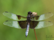 Dragon Fly