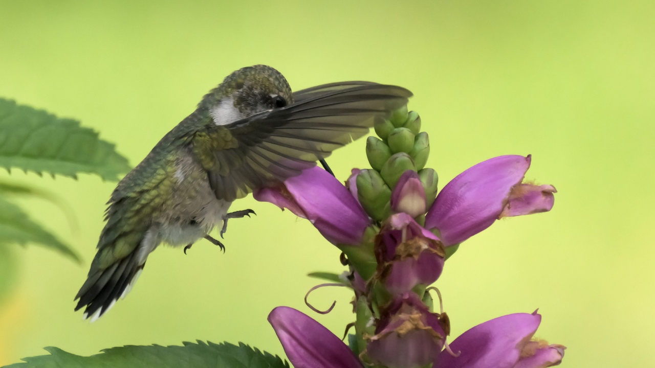 Hovering Hummingbird