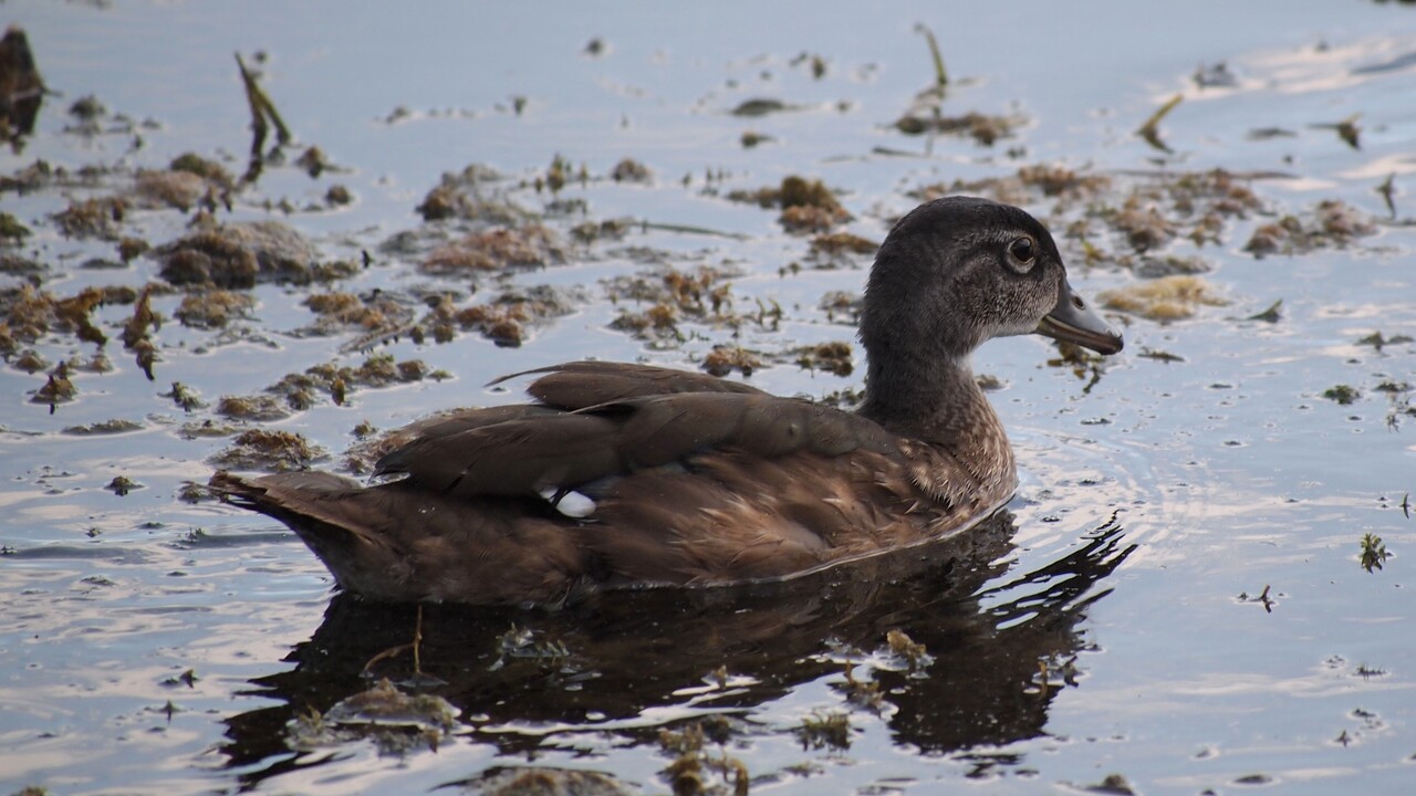 Big Baby Wood Duck