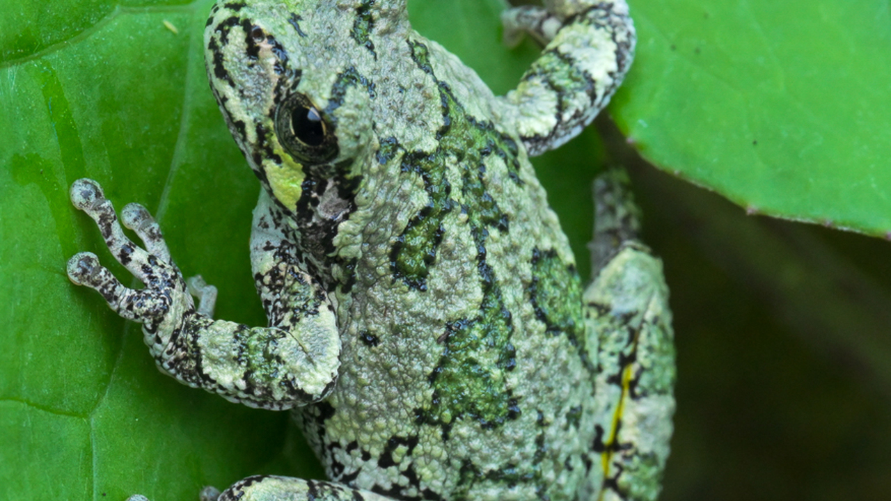 Tree Frog On A Leaf