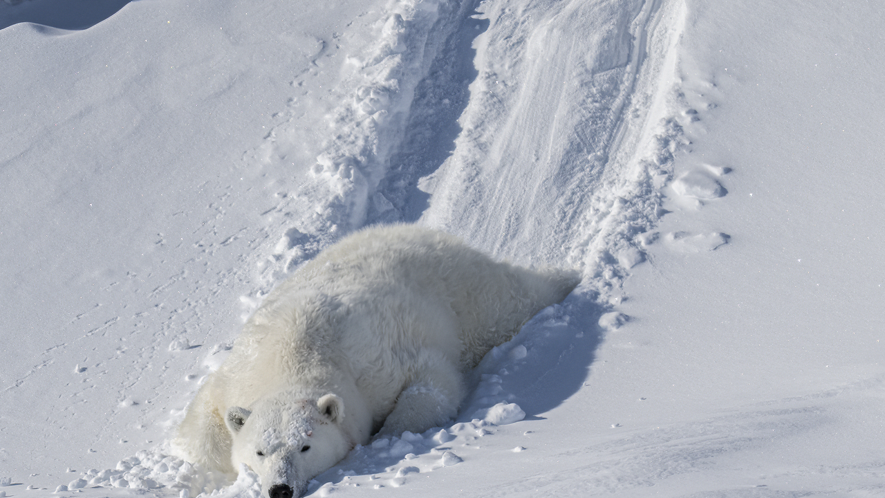 Sliding Bear