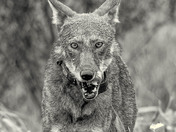 Alligator River National Wildlife Refuge 
