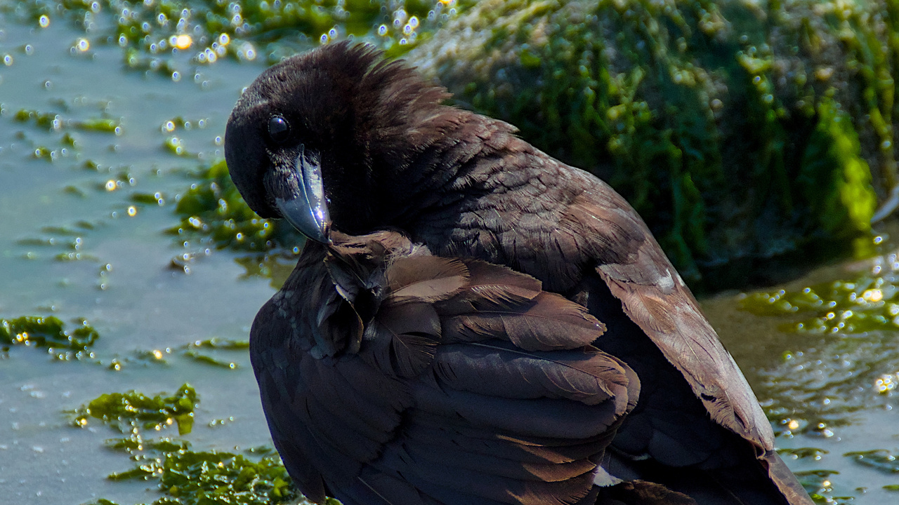 Common Crow