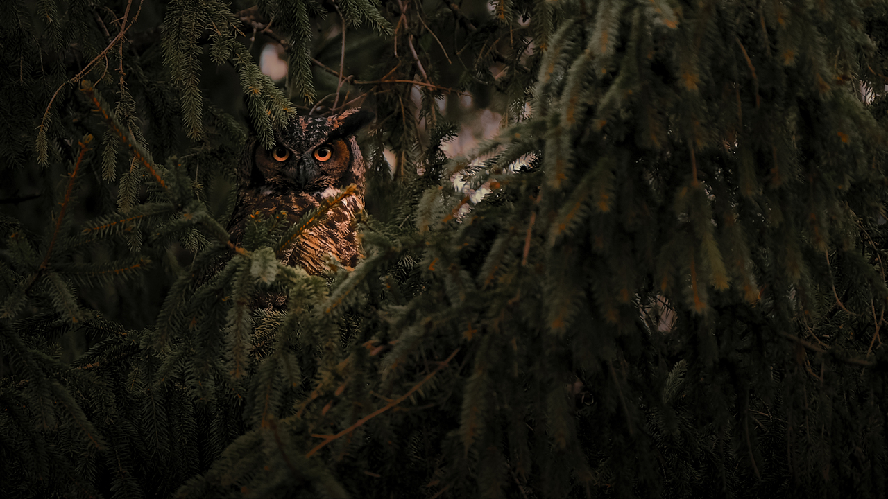 The art of camouflage 