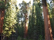 Sequoia National Park