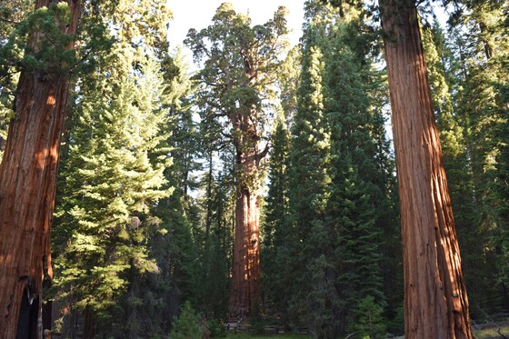 Sequoia National Park