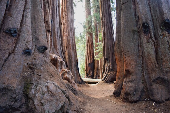 Sequoia National Park