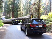 Sequoia National Park