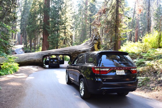 Sequoia National Park