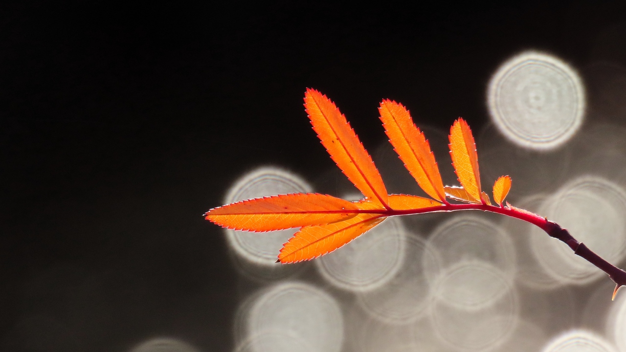 Fall Colors and Bokeh Balls