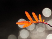 Fall Colors and Bokeh Balls