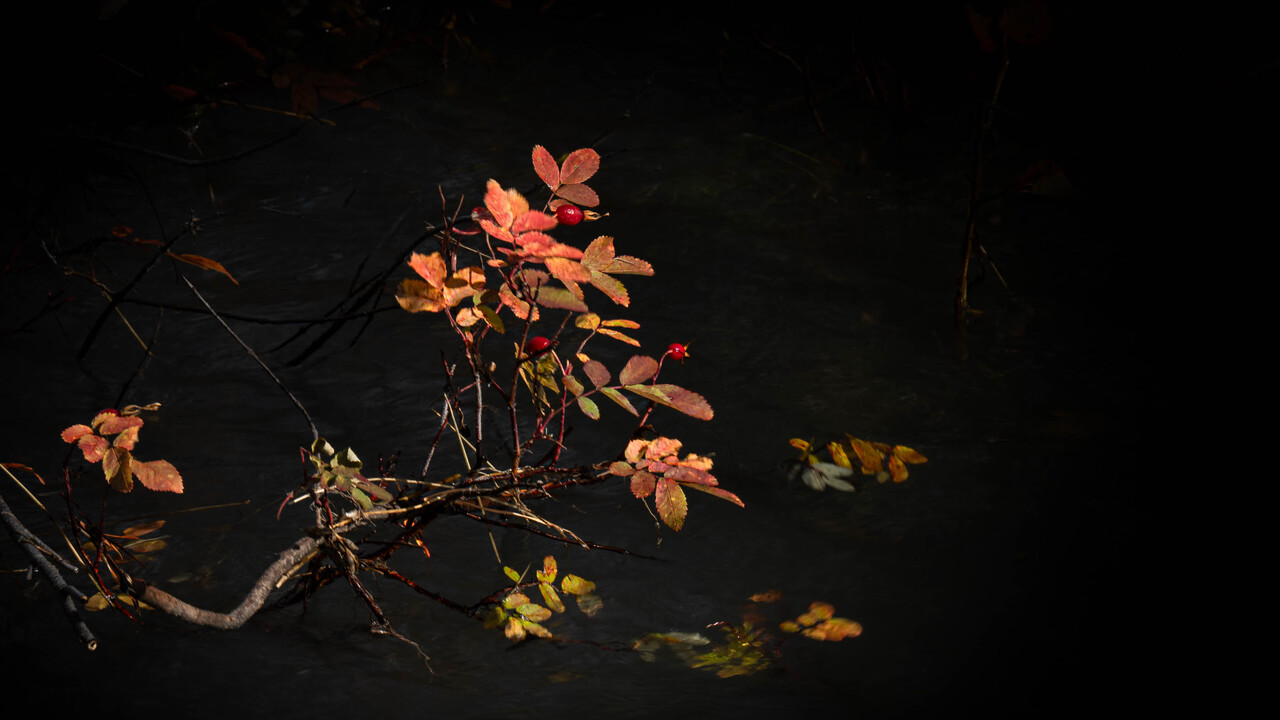 Autumn leaves