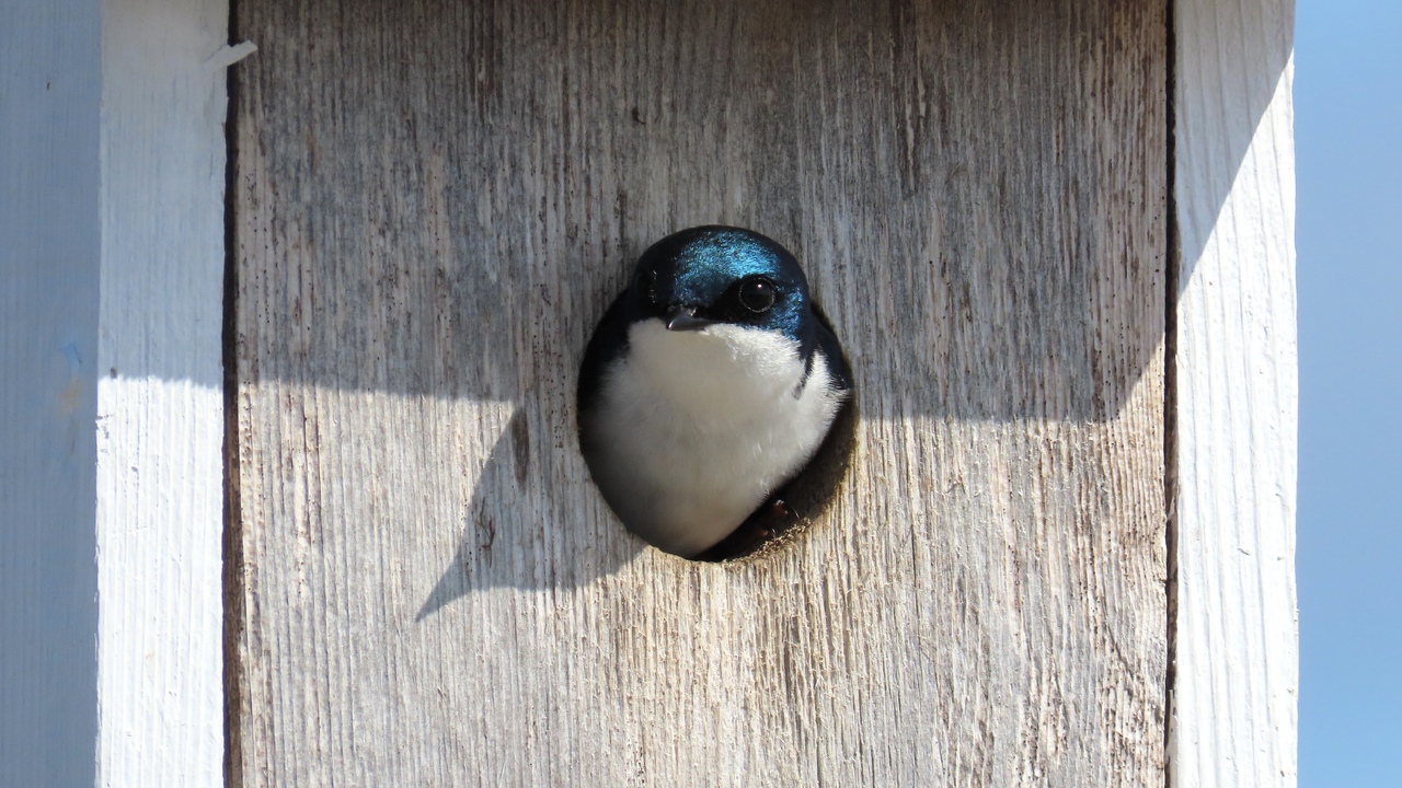 Peek-a-Boo in Beausoleil