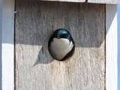 Peek-a-Boo in Beausoleil