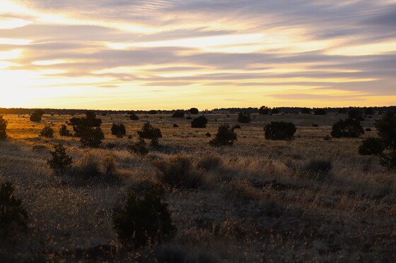 Apache-Sitgreaves National Forests