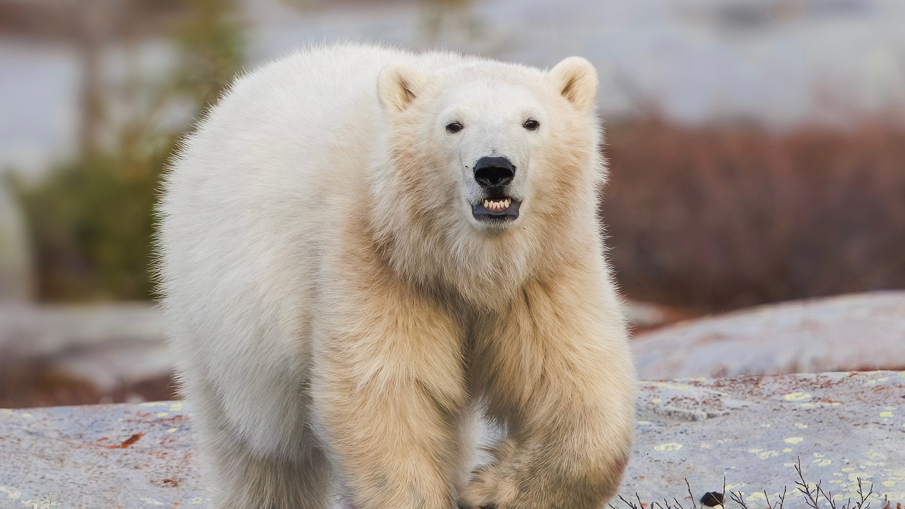 Polar bear smile 