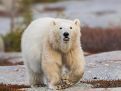 Polar bear smile 