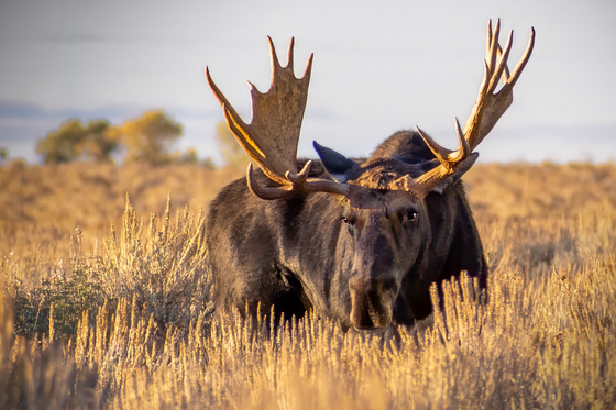Grand Teton National Park