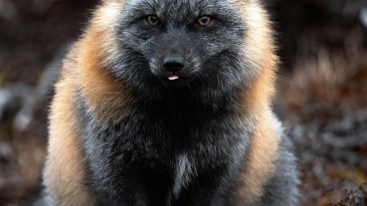 Floof