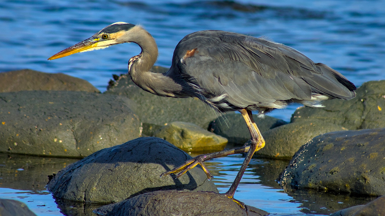 Foraging The Pools