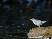 American Dipper